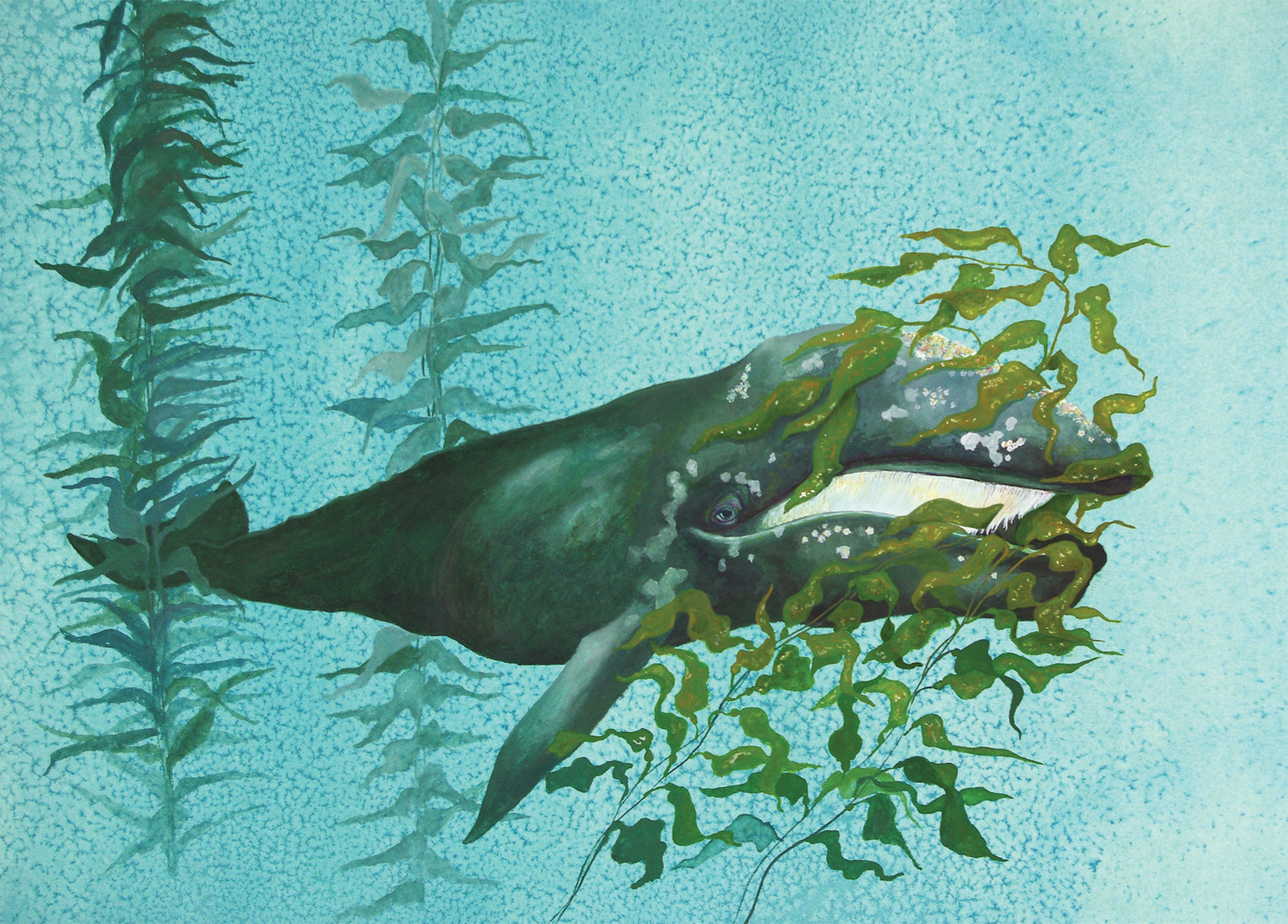 Grey Whale by Kelly Lance in California