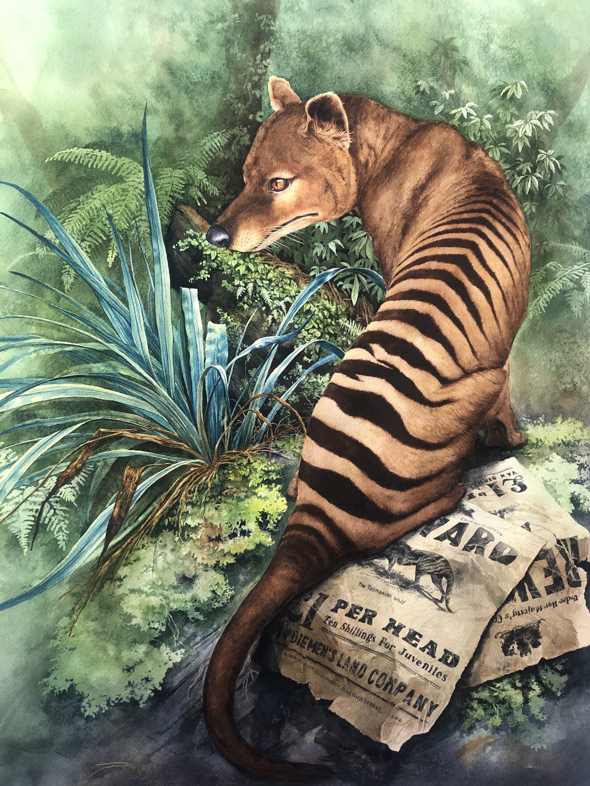 tasmanian tiger