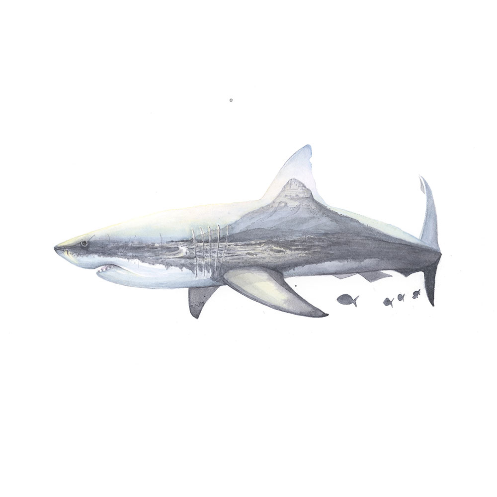 great white shark in watercolor